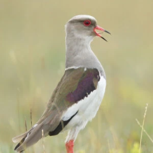 Charadriidae Jigsaw Puzzle Collection: Andean Lapwing