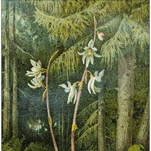 Antique botany illustration: Epipogium aphyllum, ghost orchid