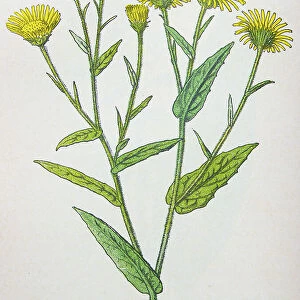 Antique botany illustration: Fleabane, Pulicaria dysenterica