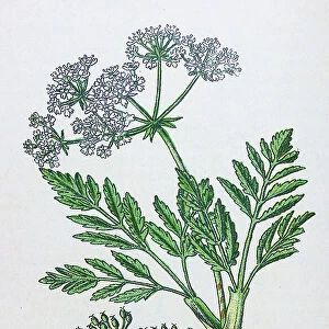 Antique botany illustration: Hemlock, Conium maculatum