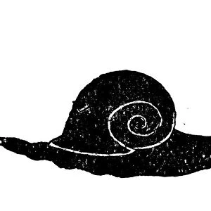 Antique childrens book comic illustration: snail