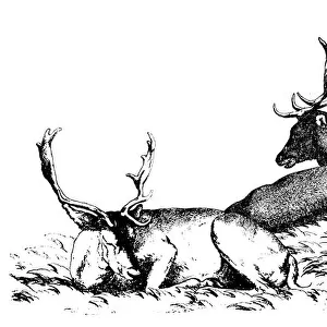 Antique illustration of four deer sitting on the grass