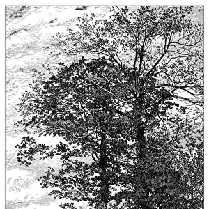 Antique illustration of woods of bur oaks at VerriA┼íres-le-Buisson (France)