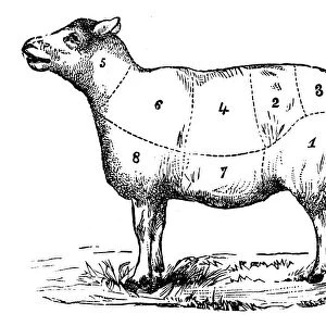 Antique recipes book engraving illustration: Mutton sections