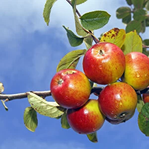 Apple (Malus domestica), Erwin Baur variety, on the tree, Altes Land area, Hamburg, Lower Saxony, Germany