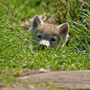 Arctic wolf pup in grass