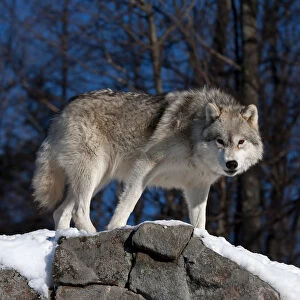 Arctic Wolf on rock cliff