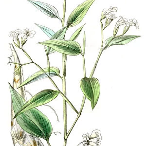 Arrowroot tuber plant engraving 1857