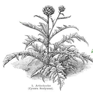 Artichoke vegetables engraving 1895