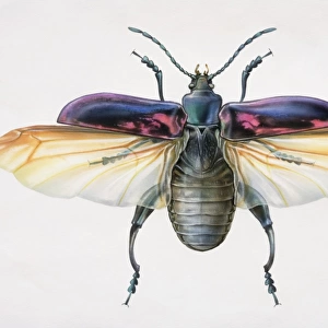 Artwork of a beetle with its wings stretched out