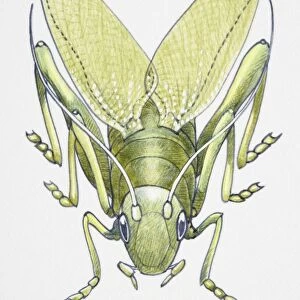 Artwork of a cricket making music with its legs
