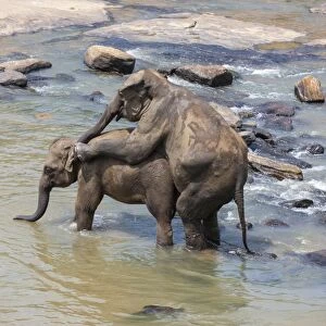 Asian elephants -Elephas maximus- from the Pinnawala Elephant Orphanage mating in the Maha Oya river, Pinnawala, Sri Lanka