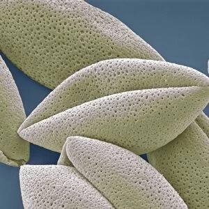 Asparagus pollen grains, SEM