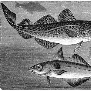 Atlantic cod (Gadus morhua) and Haddock (Melanogrammus aeglefinus)