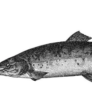 Atlantic salmon engraving 1897