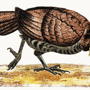 The Australian brushturkey or Australian brush-turkey or gweela (Alectura lathami)