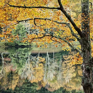 Autumn reflections in Bass Lake in Moses H Cone Memorial Park, Blue Ridge Parkway, North Carolina, USA