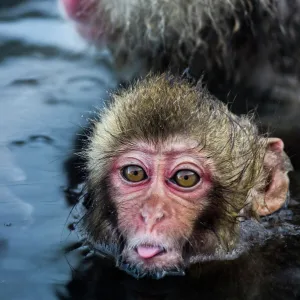 Baby Snow Monkey Sticking Out Tongue