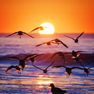 Backlit Birds Against the Sunrise at Jones Beach, Long Island