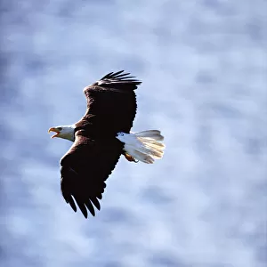 Bald eagle (Haliaeetus leucocephalus) in flight