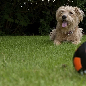 Ball and Kromfohrlaender and Irish Terrier mix waiting behind it