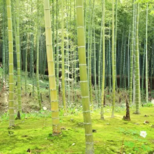 Bamboo, Arashiyama, Kyoto