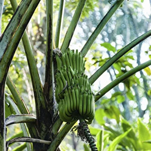 Banana tree, banana -Musa paradisiaca-, Kumily, Kerala, India