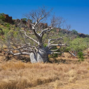 Baobab tree -Adansonia sp. - in the outback, Northern Territory, Australia