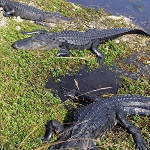 Basking American alligators, Alligator mississippiensis. Everglades National Park, Florida, USA. UNESCO World Heritage Site (Biosphere Reserve)