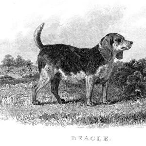 Beagle hunting dog engraving 1812