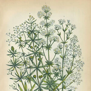 Bedstraw, Galium, Heath, Victorian Botanical Illustration