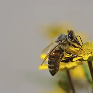 Bee -Apis sp. - on Creeping Zinnia -Sanvitalia procumbens solaris-, Baden-Wuerttemberg, Germany, Europe