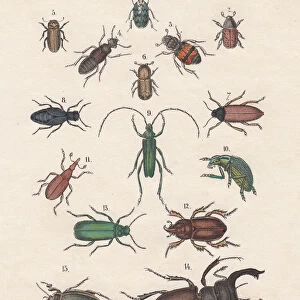 Beetle Canvas Print Collection: Metallic Wood-Boring Beetles