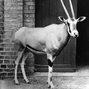 Beisa Antelope