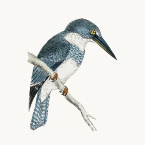 絵画J・HOOK KINGFISHER IN AN EXOTTC GARDEN 絵画J・HOOK KINGFISHER IN AN EXOTTC GARDEN（P1-White-Tailed
