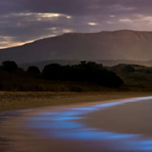 Bioluminescence - Hobart, Tasmania