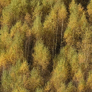 Birch forest in autumn, Herscheid, Sauerland, North Rhine-Westphalia, Germany