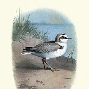 Birds, Kentish plover (Charadrius alexandrinus)