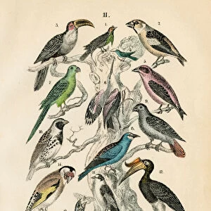Birds: Toucan, parrot, hornbill, hummingbird, nightjar engraving 1872