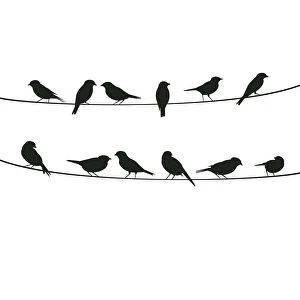 Birds on Wire, 454163943