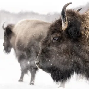 Winter Bison Double Portrait Print: Gentle Snowfall Scene Winter Bison Double Portrait Print: Gentle Snowfall Scene