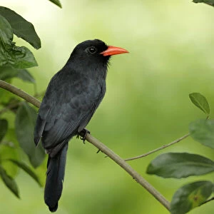 Black Fronted Nunbird