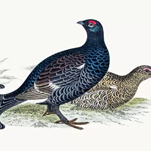 Phasianidae Collection: Black Grouse