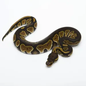 Python noir à tête noire double hétérozygote albinos fantôme, ou Python royal -Python regius-, femelle.
