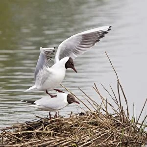 Black-headed gulls -Larus ridibundus-, mating, Muenster, North Rhine-Westphalia, Germany