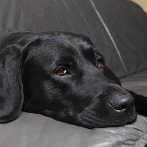Black Labrador Retriever dog, male, lying on a leather sofa in a living room, Germany