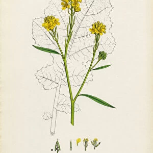 Black Mustard, Brassica Nigra, Victorian Botanical Illustration, 1863