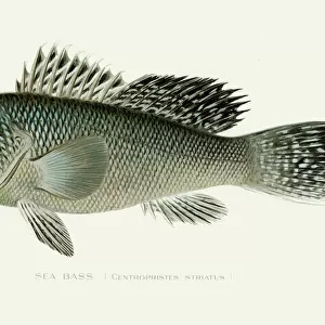 Black sea bass illustration 1896