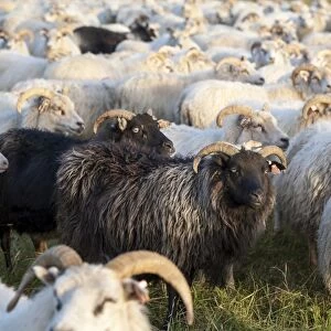 Black sheep among white sheep, flock of sheep near Kirkjubaejarklaustur, southern Iceland, Iceland, Europe