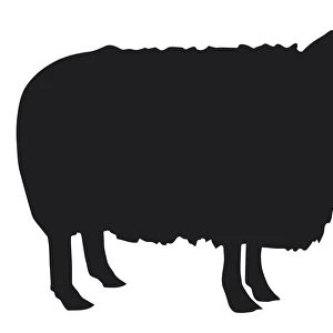 Black and white digital illustration of Domestic Sheep (Ovis aries)